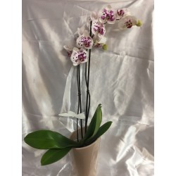 Orchidée simple