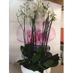 Orchidées géantes